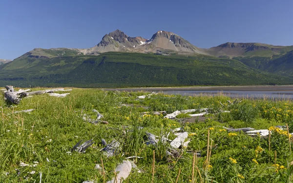 Olhando através dos Meadows — Fotografia de Stock