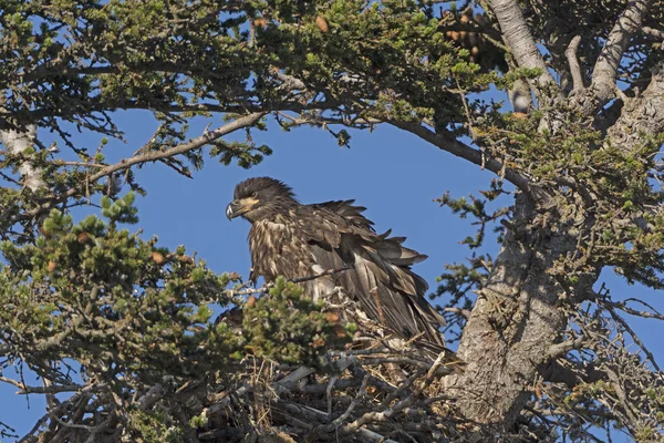 Juvenile Bald Eagle in its Nest — Stock Photo, Image