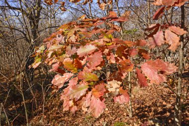 Sonbahar renkleri içinde meşe yaprakları