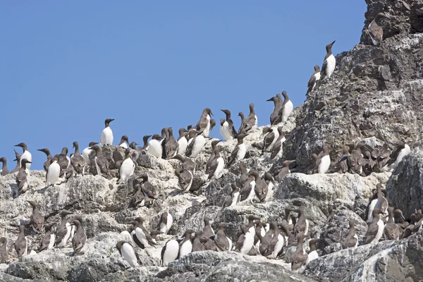 Wspólne Murres na wyspie zagnieżdżanie — Zdjęcie stockowe