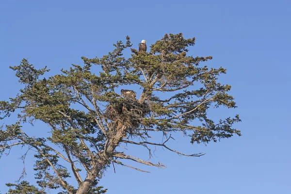 Eagle nadrzędny czuwa nad Fledgeling w gnieździe — Zdjęcie stockowe