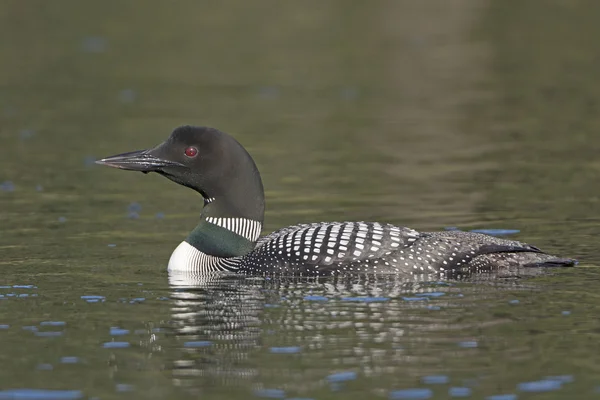 Common Loon in the Wilderness — Stock Photo, Image