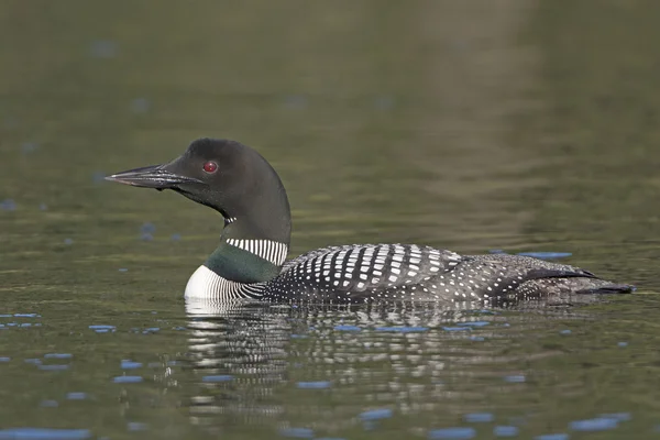 Loon común en el desierto — Foto de Stock