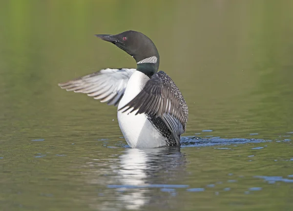 Loon Displaying on a Wilderness Lake — Stock Photo, Image
