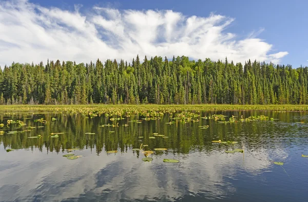 Zonnige reflecties op een wildernis Lake — Stockfoto
