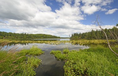 Bir vahşi doğa göl dar kanal