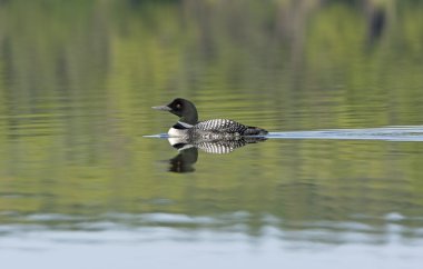 Loon sakin göl üzerine düşünceler ile