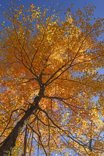 Opzoeken in een esdoorn in volledige Fall Colors — Stockfoto