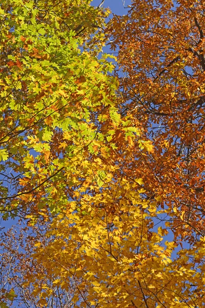 Rel van kleuren in de herfst — Stockfoto