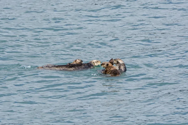 Un radeau de loutres de mer — Photo