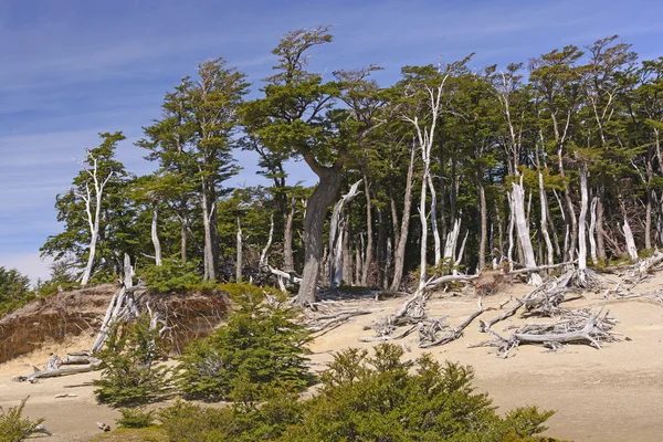 Forêt de hêtres soufflée par le vent dans les hauts plateaux de Patagonie — Photo