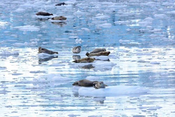 Harbor zeehonden in een ijzige Bay — Stockfoto