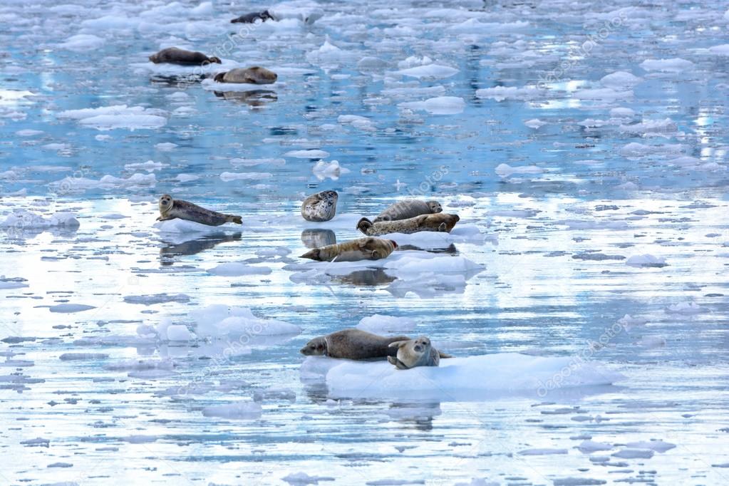 Harbor Seals in an Icy Bay