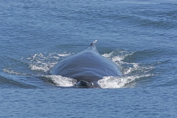 Humpback Whale si muove veloce sulla superficie — Foto Stock