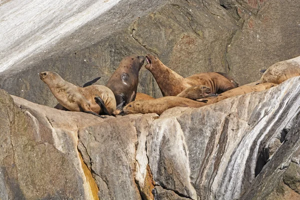 Leones marinos estelares discutiendo en una isla —  Fotos de Stock