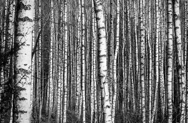 sis erken Bahar Parkı