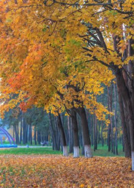 Sarı ağaçlar ve yolu ile sonbahar park tuval üzerine yağlıboya resim