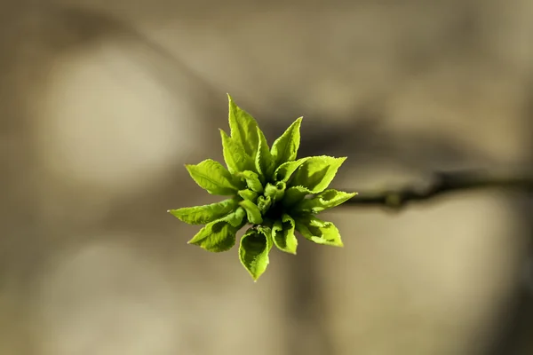 Blick auf grüne Knospen — Stockfoto