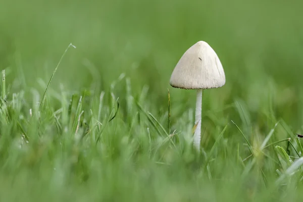 蘑菇；蘑菇 免版税图库图片