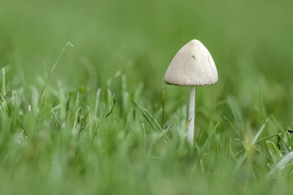 Pilz lizenzfreie Stockbilder