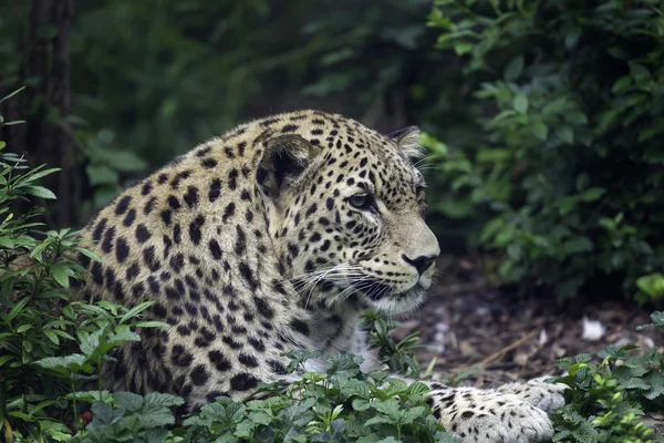 leopar