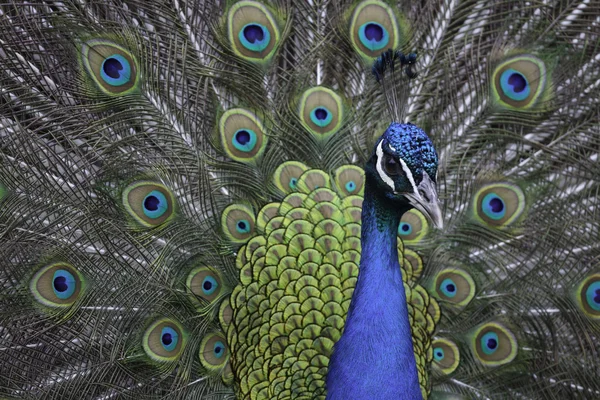 Pavão — Fotografia de Stock