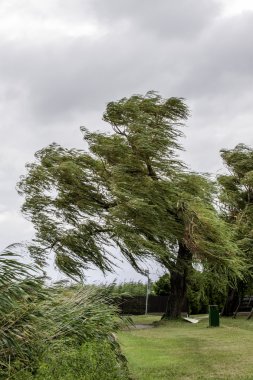 Rüzgarlı bir günde Balaton