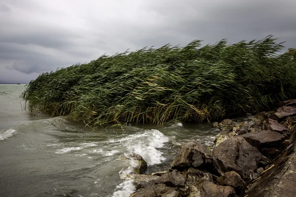 Rüzgarlı bir günde Balaton