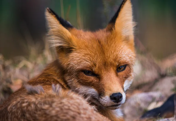 Przebiegły i zadowolony życie red Fox Obrazek Stockowy