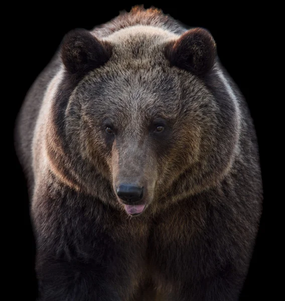 Oso marrón grande Fotos de stock libres de derechos