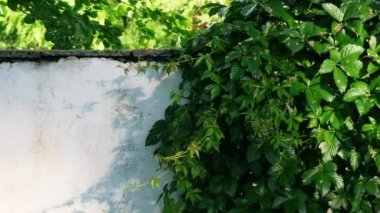 Yağmurdan sonra beyaz taş çitlerin üzerinde süslü ağaç üzümleri. Kızlık üzümü yaprakları.