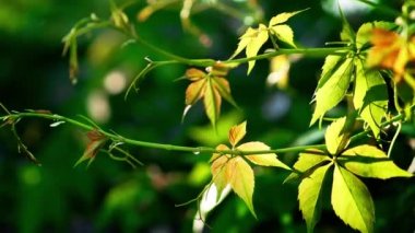 Odun sarmaşığına tırmanıyorum. Genç filizleniyor. Yaban üzüm yaprakları yakın plan