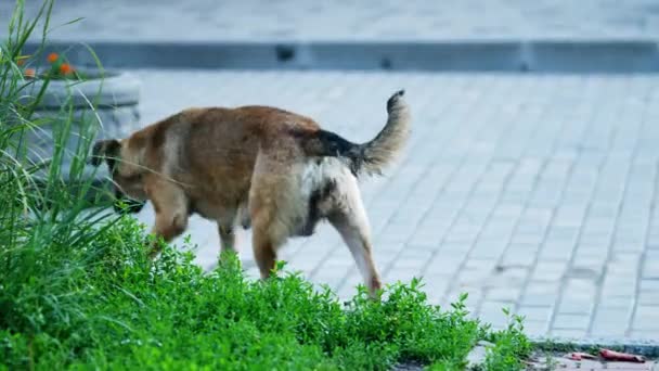 A kóbor kutya a járdán végzi a dolgát a meleg nyári napon. Friss fű — Stock videók