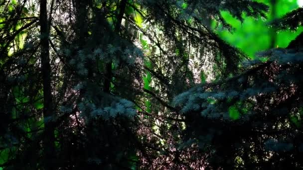 夏に新鮮な緑のトウヒの枝。若い芽が木につく。太陽の下でポプラの綿毛 — ストック動画