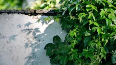 Odun sarmaşığına tırmanıyorum. Genç filizleniyor. Yaban üzüm yaprakları