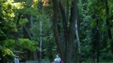 Şehir parkındaki güneş ışınları, midye bulutunu aydınlatır. Sivrisinek sürüsü