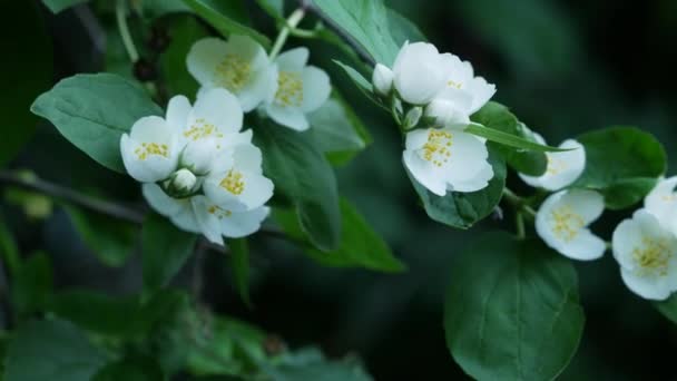 Floresce em um ramo. Flores brancas delicadas. Arbusto de jasmim florescente — Vídeo de Stock