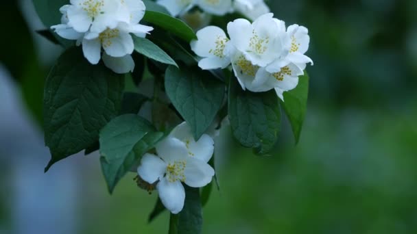 Kvetoucí jasmínový keř. Philadelphus květiny na větvi. Bílé jemné květiny — Stock video