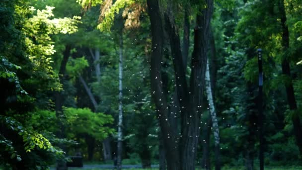 Cloud of midges is illuminated by sun rays in city park. Flock of mosquitoes — Stock Video