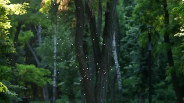 Cloud of midges is illuminated by sun rays in city park. Flock of mosquitoes — Stock Video