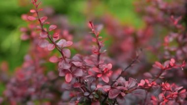 Berberis vulgaris süs çitidir. Yazın güzel kırmızı oval yapraklar