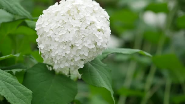 Bílé nádherné květinové klobouky. Hydrangea arborescens v ulici květinové záhony — Stock video