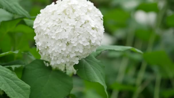 Vita underbara blommössor. Hydrangea arborescens i en gata blomma säng blomma — Stockvideo