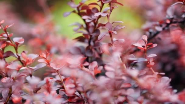 ベルベリス・バルガリスは観賞用の低木です。夏の美しい赤い楕円形の葉 — ストック動画