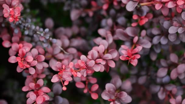 Berberis vulgaris es un arbusto ornamental. Hermosas hojas ovaladas rojas en verano — Vídeo de stock
