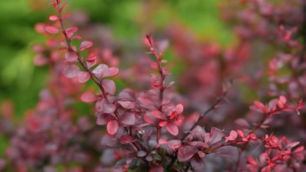 Berberis vulgaris є декоративним чагарником. Красиве червоне овальне листя влітку. — стокове відео