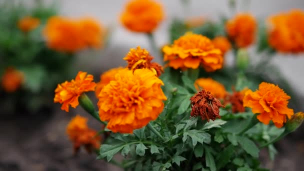 타케 테 파 툴라 (Tagetes patula) 는 도시의 꽃 침대에 있는 프랑스의 마리골드이다. 밝은 오렌지색 꽃 — 비디오