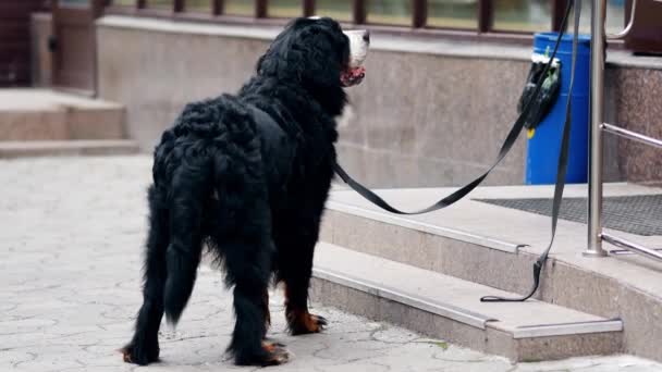 Duży czarny pies czeka na właściciela przed sklepem. Czarny kudłaty pies — Wideo stockowe