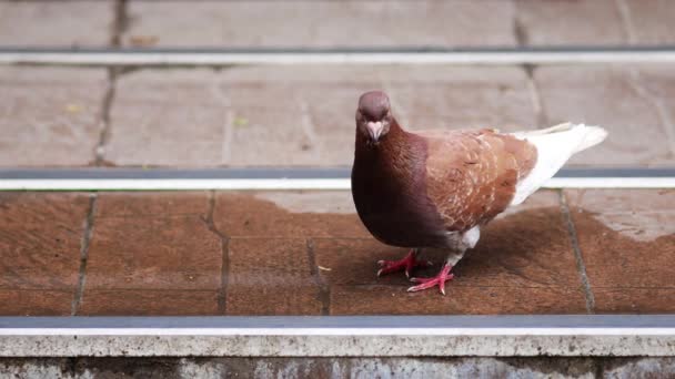 市鳩はタイル張りの階段の水溜りから水を飲む。茶色の鳥は階段に座っている — ストック動画
