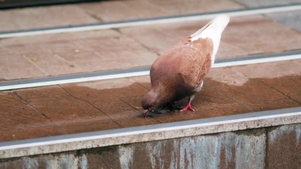 La paloma de la ciudad bebe agua de un charco en escalones de baldosas. pájaro marrón se sienta en escalones — Vídeo de stock